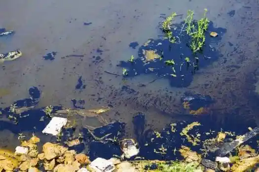 Badebassiner Design Konstruktion - Vandbioremediering