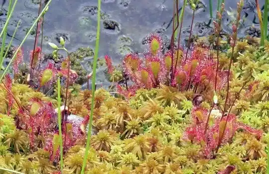 badebassiner design konstruktion - Garden Peatlands