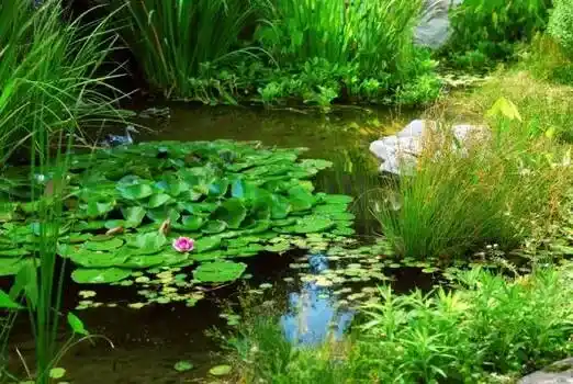Badebassiner Design Konstruktion - Vandplanter